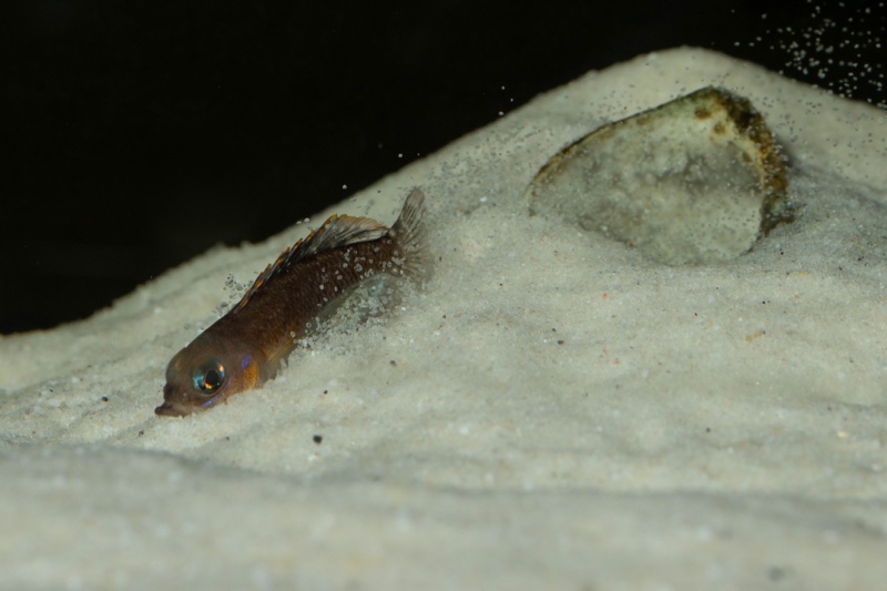 Lamprologus ornatipinnis 'Mwamgongo'